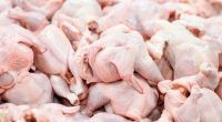 DA bans bird, poultry, egg from Argentina